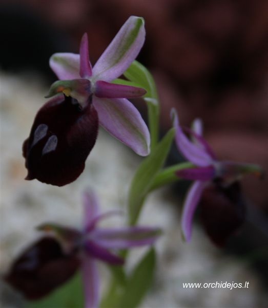 Ophrys ferrum equinum