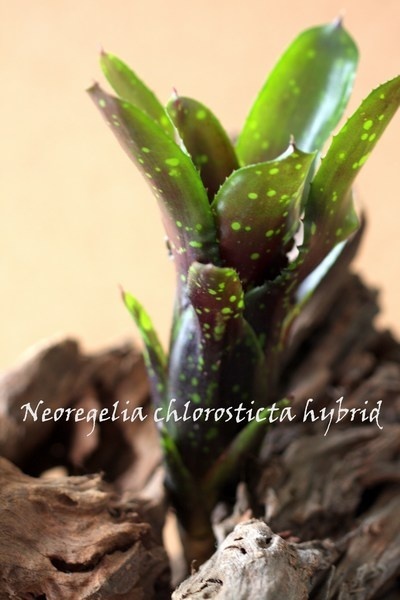 Neoregelia chlorosticta hybrid