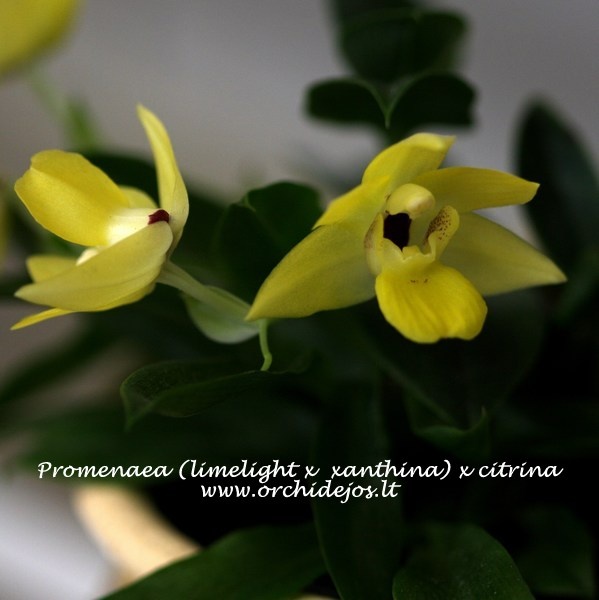 Promenaea (limelight x  xanthina) x citrina