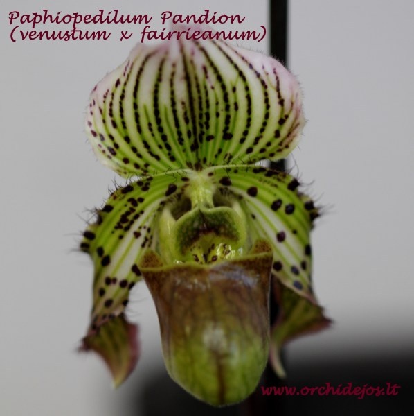 Paphiopedilum Pandion (venustum x fairrieanum)