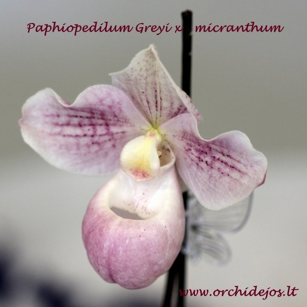 Paphiopedilum Greyi x micranthum