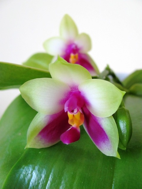Phalaenopsis bellina var. green (Augintoja: Daiva Stankevičienė)