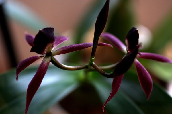 Epidendrum Green Hornet x Epicattleya Miva Etoile