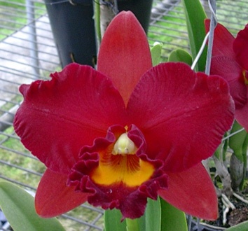 http://www.orchidejos.lt/catalog/150105060111_Pot.jpg