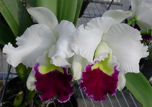 Lc. Orglade s Grand Yow Chang Beauty