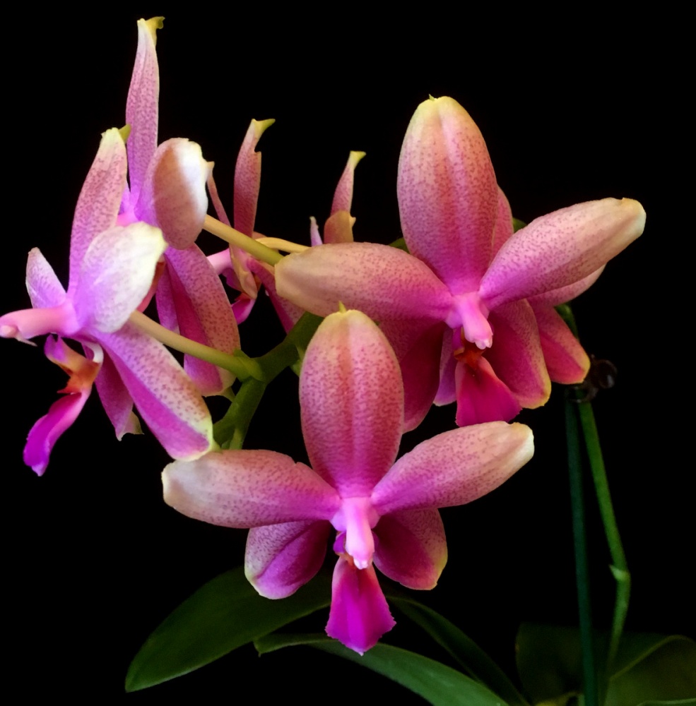 Phalaenopsis Sweet Memory Liodoro 