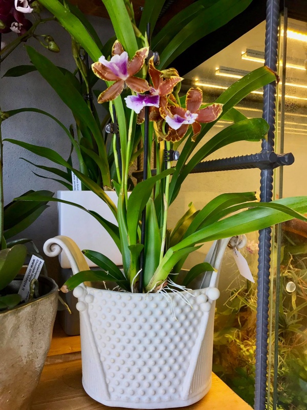 www.orchidejos.lt
