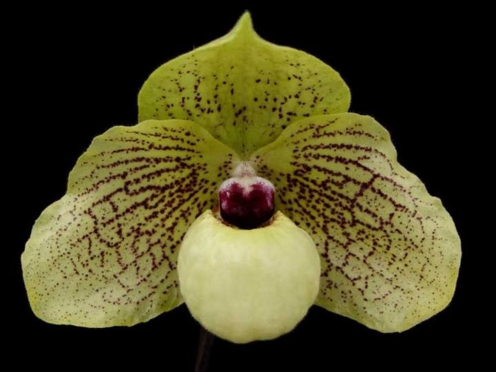 www.orchidejos.lt