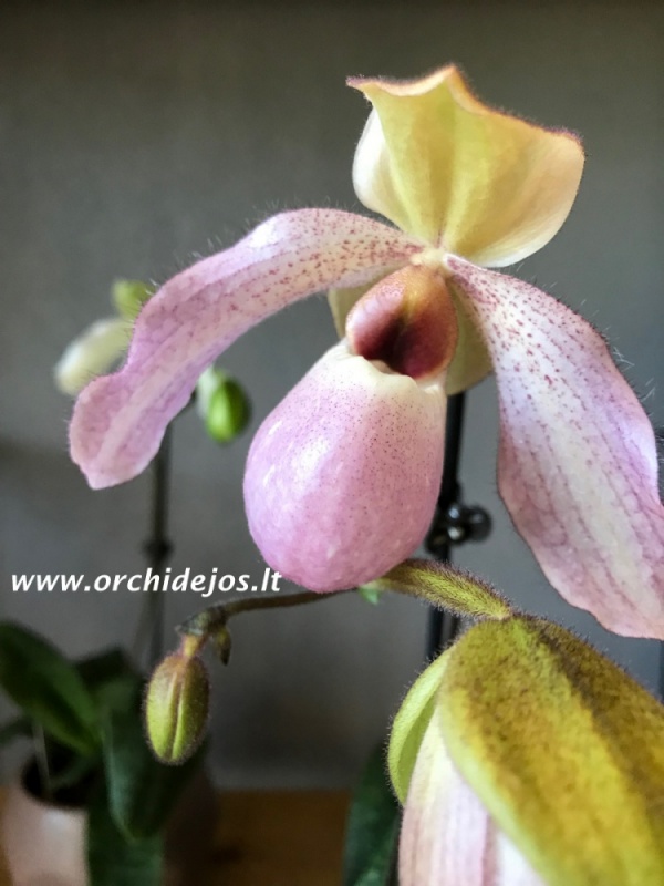 Orchidejos.lt