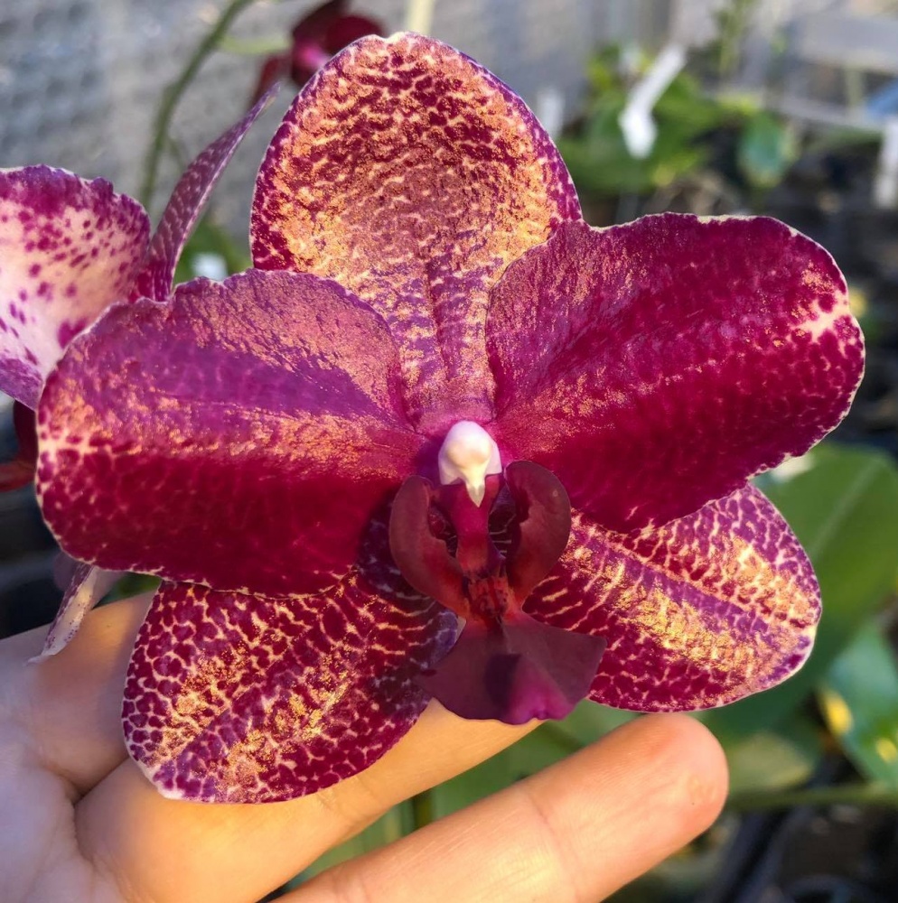 Phalaenopsis Mituo Sun x gigantea 