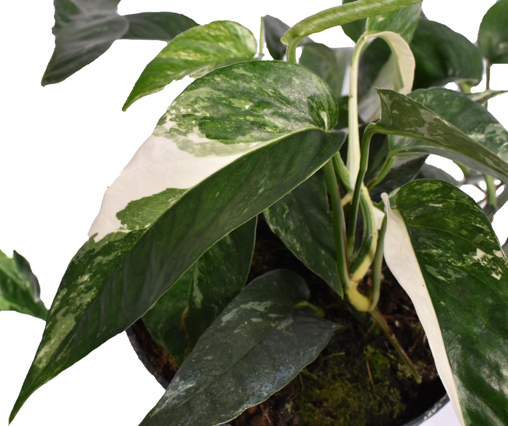 Epipremnum pinnatum variegata Ø 15 cm h- 45 cm 