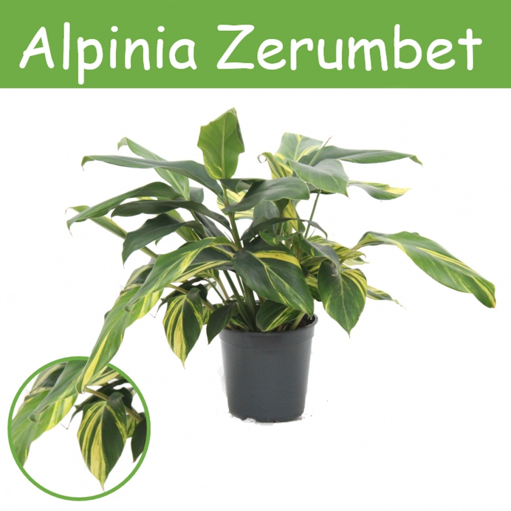 Alpinia zerumbet Variegata Ø 21 cm h- 70 cm